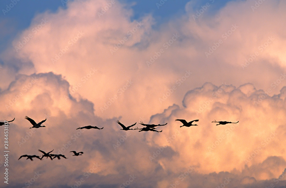 North America, USA, New Mexico, Bosque del Apache National Wildlife Refuge. A flock of Sandhill Cranes in flight against dramatic clouds