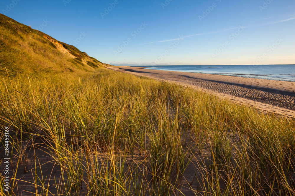 Dune grasses along the Great Island Trail, Wellfleet, Massachusetts. Cape Cod National Seashore.