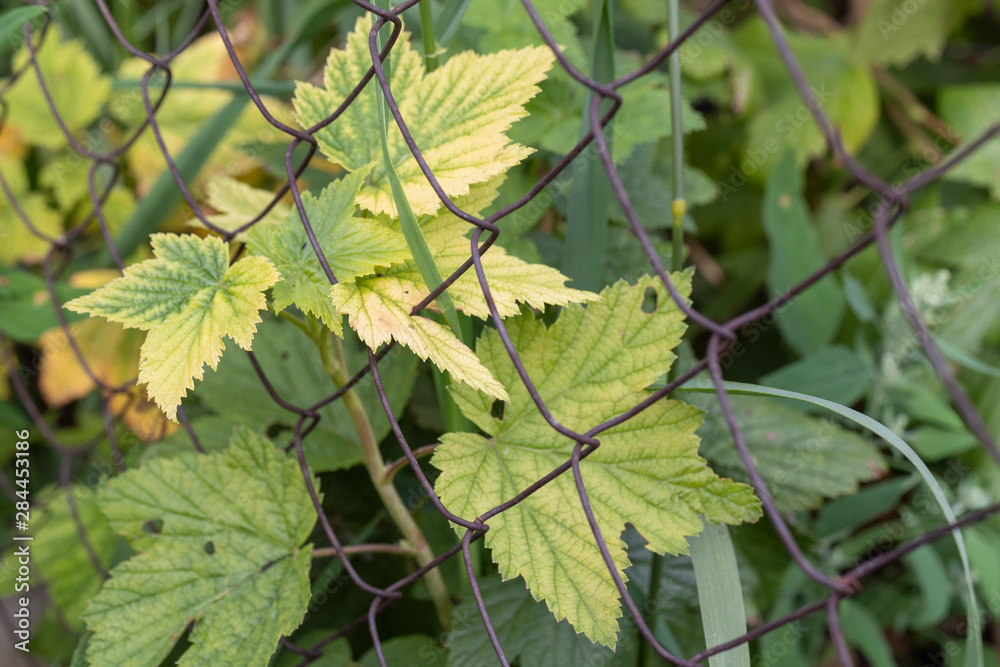 Branch of a currant Bush with leaves in the garden close-up behind the netting. Beautiful natural background. Branch of a currant Bush with leaves in the garden close-up behind the netting. Beautiful natural background.
