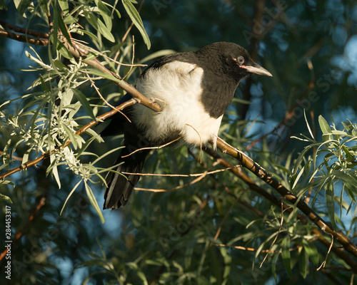 Black-billed Magpie fledgling, Pica hudsonia, New Mexico, wild photo