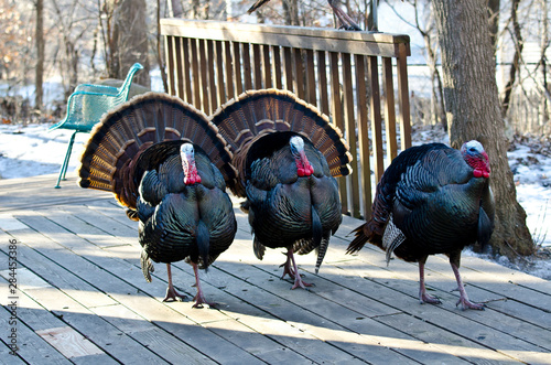 USA, Minnesota, Mendota Heights. Wild urban turkey, displaying photo