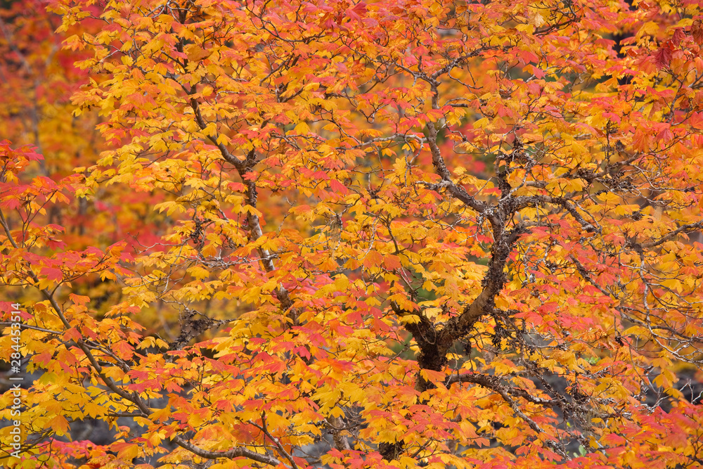 USA, Oregon, Willamette National Forest. Close-up ofvine maple tree in autumn foliage. USA, Oregon, Willamette National Forest. Close-up ofvine maple tree in autumn foliage.