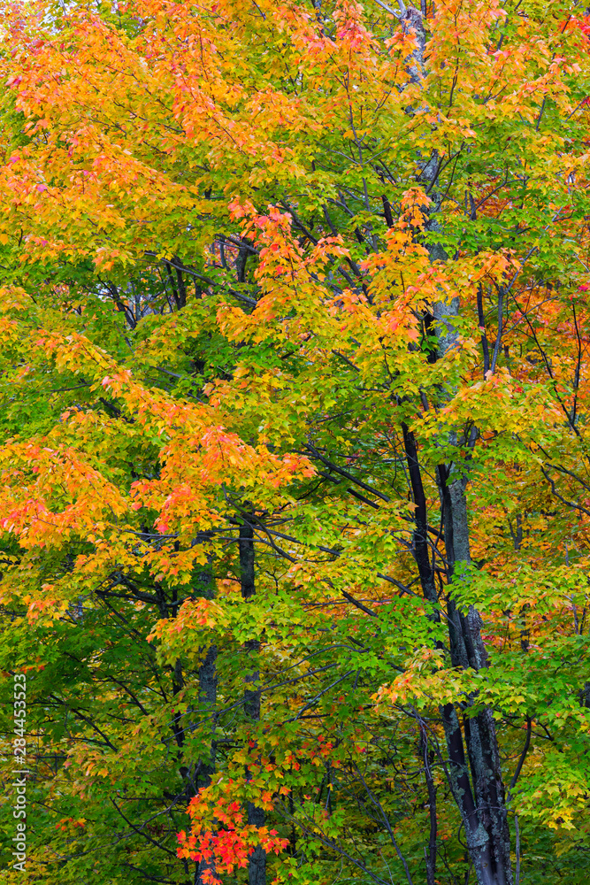 Fototapeta premium Michigan, Houghton County, tree with fall color