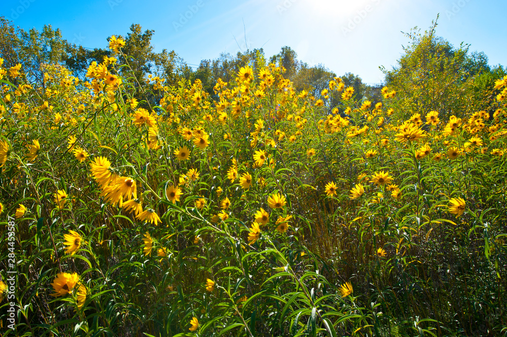 USA, Minnesota, West Saint Paul, Field of Yellow Daisy Wildflower,