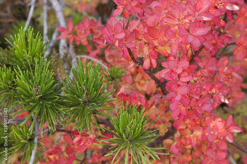 USA, Oregon. Close-up of huckleberry bush leaves and pine needles. 