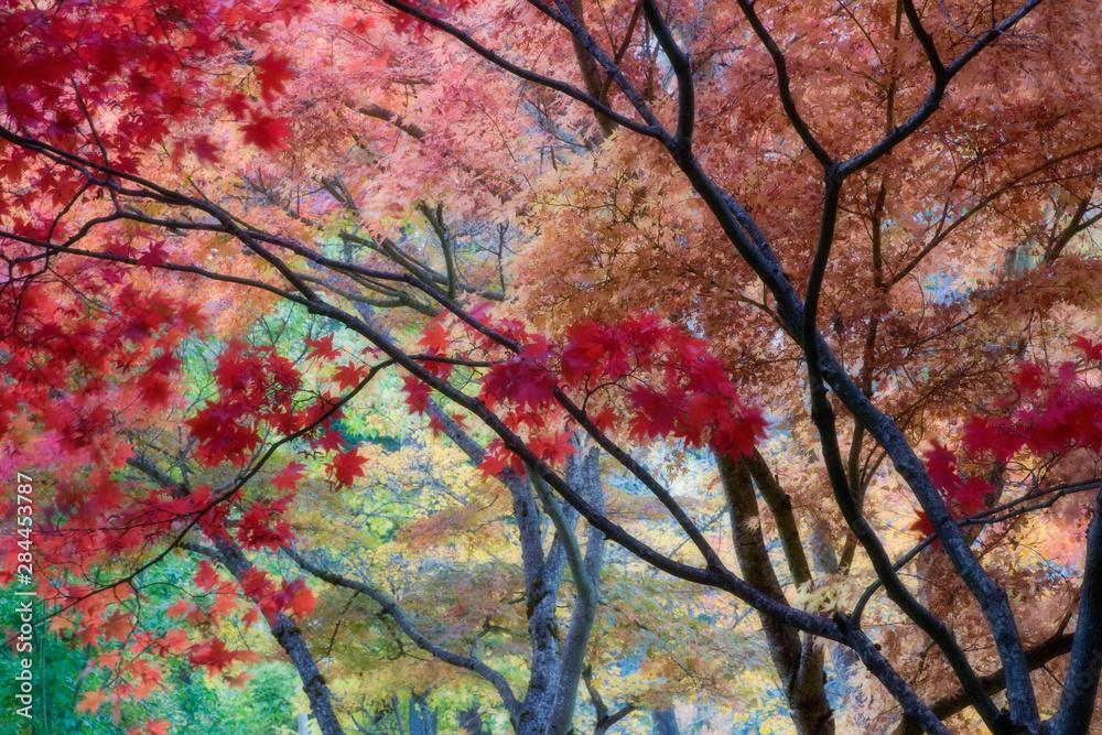 USA, Oregon, Ashland. Lithia Park maple trees in vivid autumn color with soft focus. 