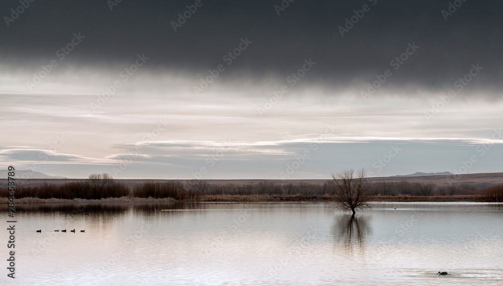 USA, New Mexico, Bosque del Apache National Wildlife Refuge, Panoramic view of ducks meandering through the wetland on a calm morning USA, New Mexico, Bosque del Apache National Wildlife Refuge, Panoramic view of ducks meandering through the wetland on a calm morning