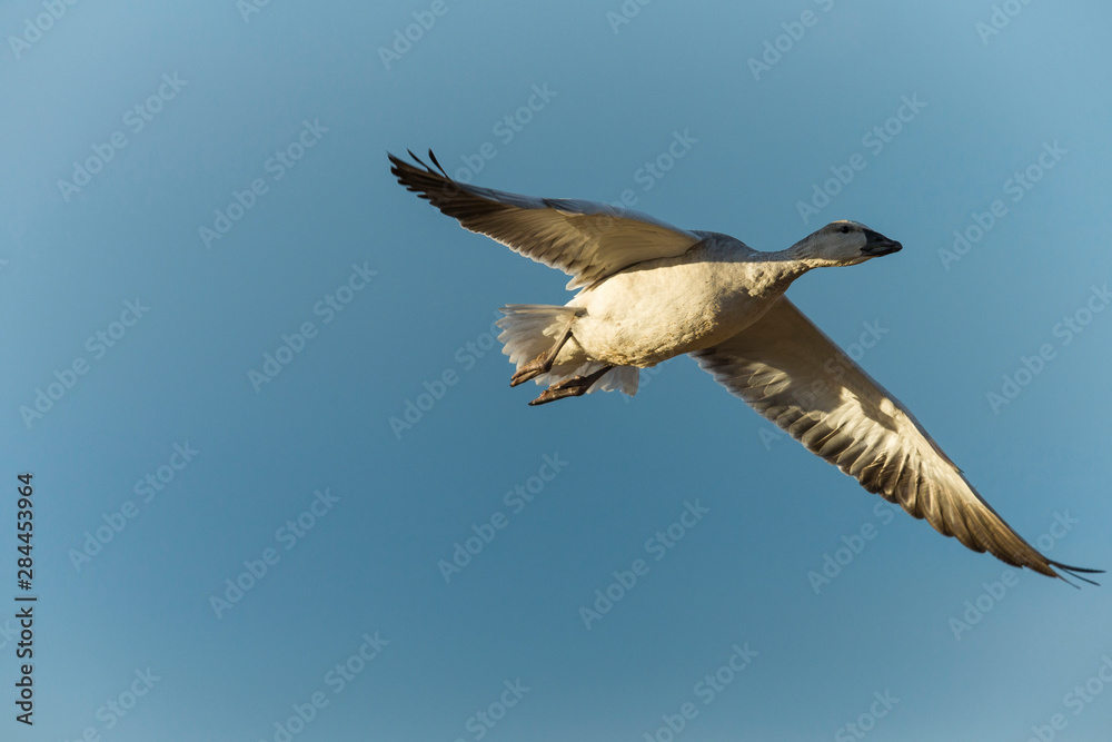 Juvenile Snow goose in flight, Chen Caerulescens, Bosque del Apache NWR, New Mexico Juvenile Snow goose in flight, Chen Caerulescens, Bosque del Apache NWR, New Mexico