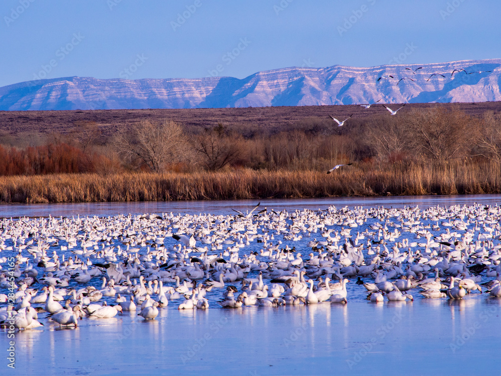 Fototapeta premium USA, New Mexico, Bosque del Apache National Wildlife Refuge, Snow Geese at dawn