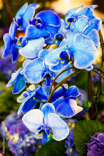 New York City, New York, USA. Blue orchid.