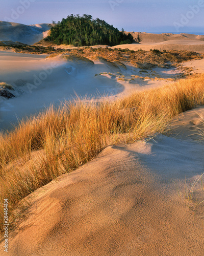 USA, Oregon, Dunes National Recreation Area. Landscape of sand dunes.  photo