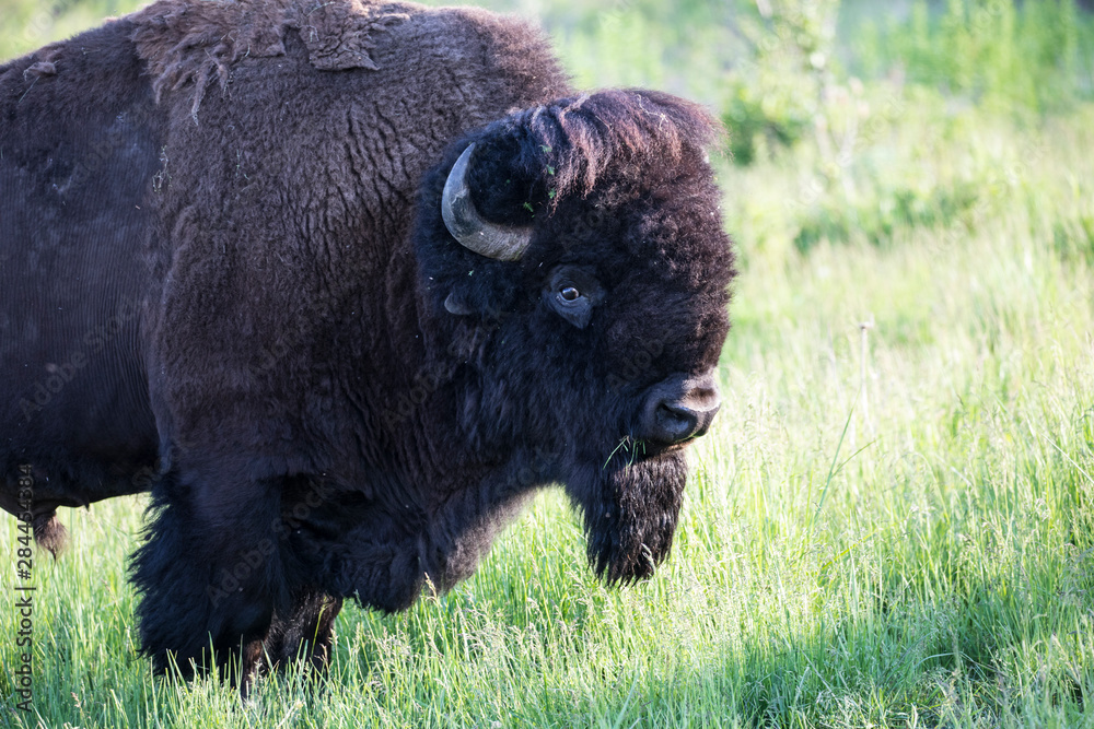 USA, Montana. National Bison Range, Bison USA, Montana. National Bison Range, Bison