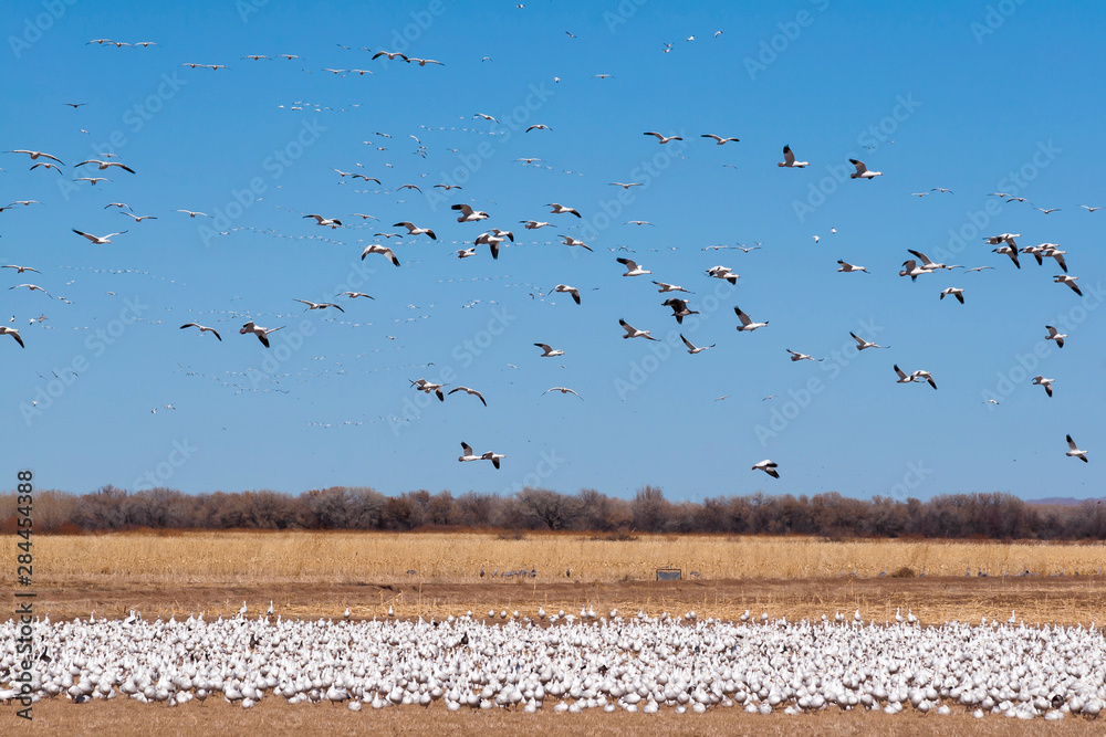 Snow Geese at Bosque del Apache, New Mexico