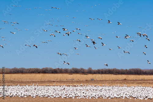 Snow Geese at Bosque del Apache, New Mexico