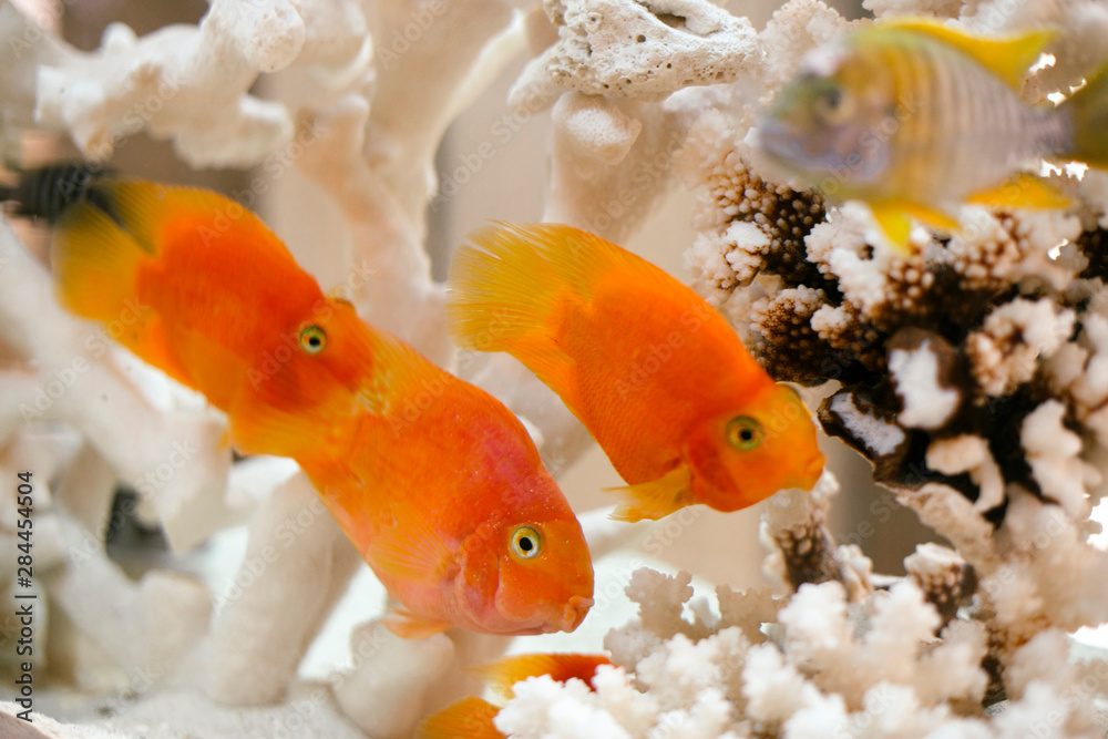 Ταπετσαρία Close up of Goldfish in an aquarium, New York City, New York, USA