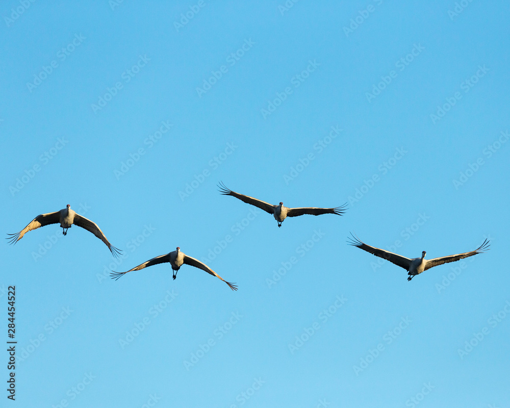 Sandhill cranes flying, Bosque del Apache National Wildlife Refuge, New Mexico, USA Sandhill cranes flying, Bosque del Apache National Wildlife Refuge, New Mexico, USA
