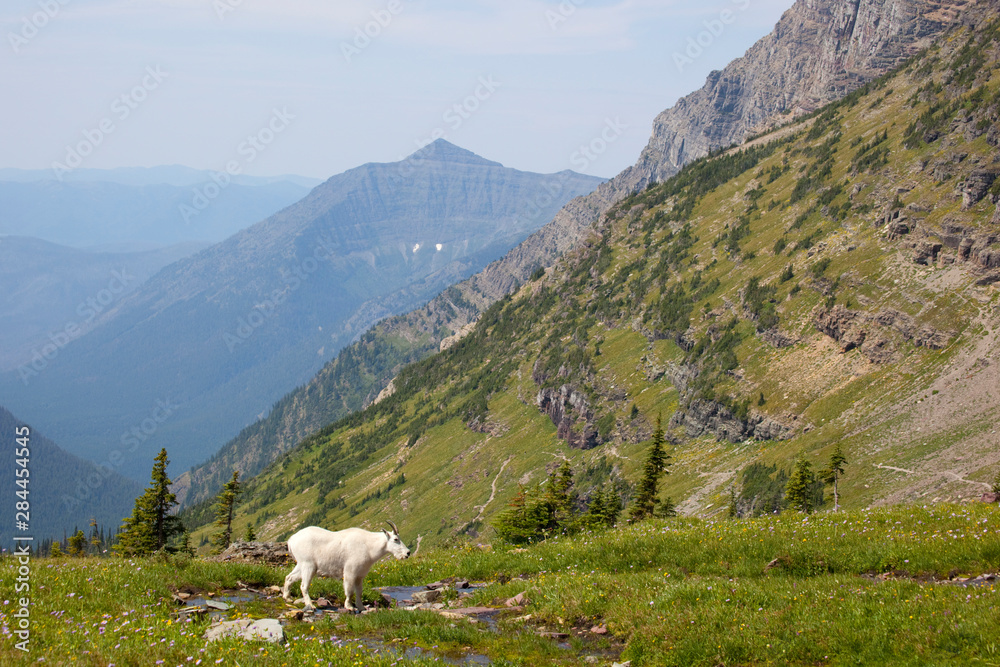 Mountain Goat (Billy Goat) in meadow, Glacier National Park, above Logan Pass, Montana, USA