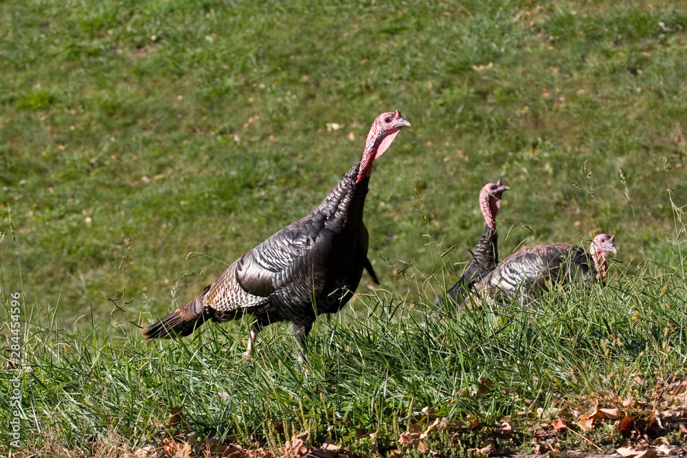 USA - North Carolina. Wild turkeys along Blue Ridge Parkway. USA - North Carolina. Wild turkeys along Blue Ridge Parkway.