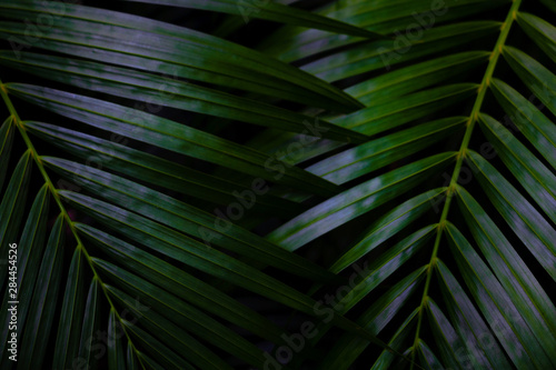 Dew and Green leaves background. Green leaves color dark tone after raining in the morning.Tropical Plant,environment,fresh,photo concept nature and plant. © Teerayut