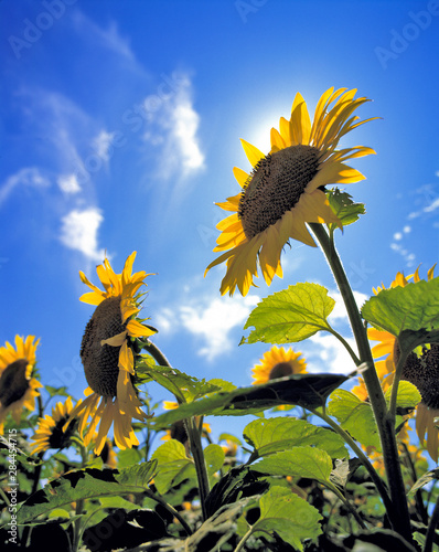 USA, North Dakota, Cass Co. These sunflowers seem to have replaced the sun in its bright blue sky, Cass County, North Dakota. photo