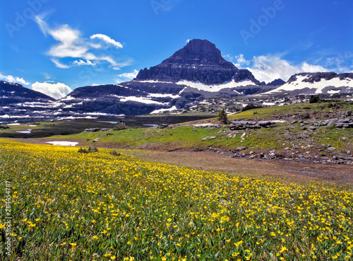 USA, Montana, Glacier NP. Glacier Lilies abound near the Visitors Center at Logan Pass, Glacier NP, Montana.