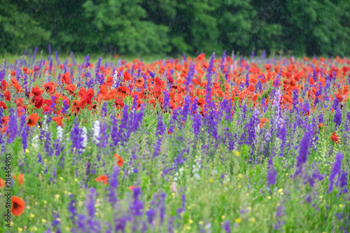 Poppies on field, Mount Olive, North Carolina, USA. photo