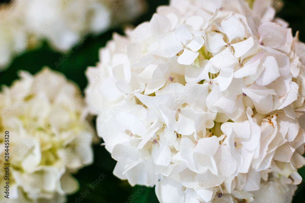 New York City, New York, USA. White Hydrangea New York City, New York, USA. White Hydrangea