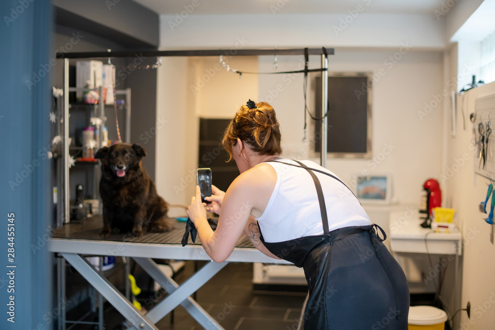 pet hairdresser woman taking pictures of cute black dog