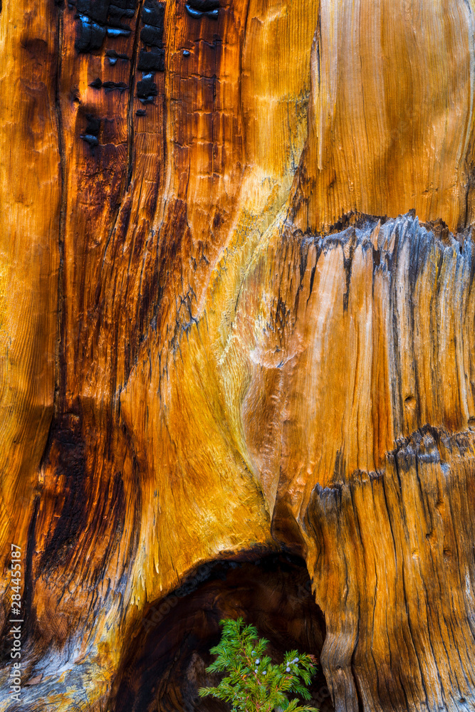 USA, Nevada, Great Basin National Park. Young juniper tree and ancient pine tree. Credit as: Don Paulson / Jaynes Gallery / DanitaDelimont.com