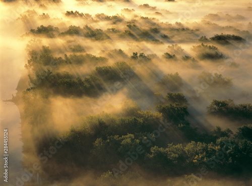 USA, North Dakota, Missouri River Valley. Morning fog settles in the treetops in North Dakota's Missouri River Valley. © Ric Ergenbright/Danita Delimont