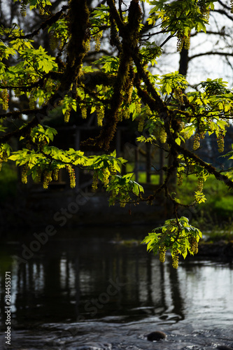 USA, Oregon, Scio, Larwood Wayside, Big Leaf Maple leaves and flowers (Acer macrophyllum).