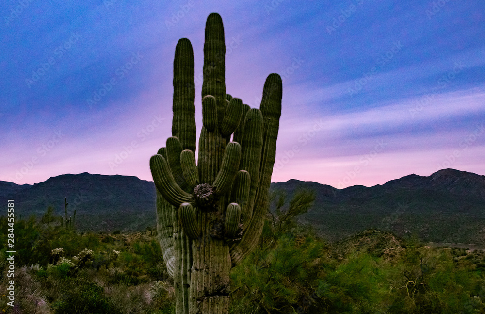 Cactus Hand