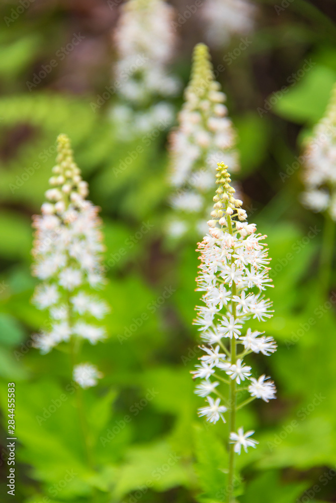 USA, North Carolina, Joyce Kilmer-Slickrock Wilderness. Foamflower (Tiarella cordifolia) blooms along trail on spring hike. USA, North Carolina, Joyce Kilmer-Slickrock Wilderness. Foamflower (Tiarella cordifolia) blooms along trail on spring hike.