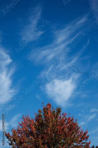 USA, Oregon, Keizer, flock of Cackling Geese (Branta huthinsii) migrating through the morning sky.