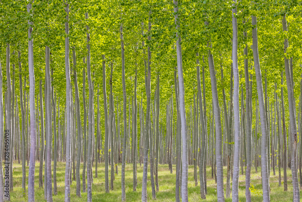 USA, Oregon, Boardman. Pattern of hybrid poplar trees. Credit as: Don Paulson / Jaynes Gallery / DanitaDelimont.com USA, Oregon, Boardman. Pattern of hybrid poplar trees. Credit as: Don Paulson / Jaynes Gallery / DanitaDelimont.com
