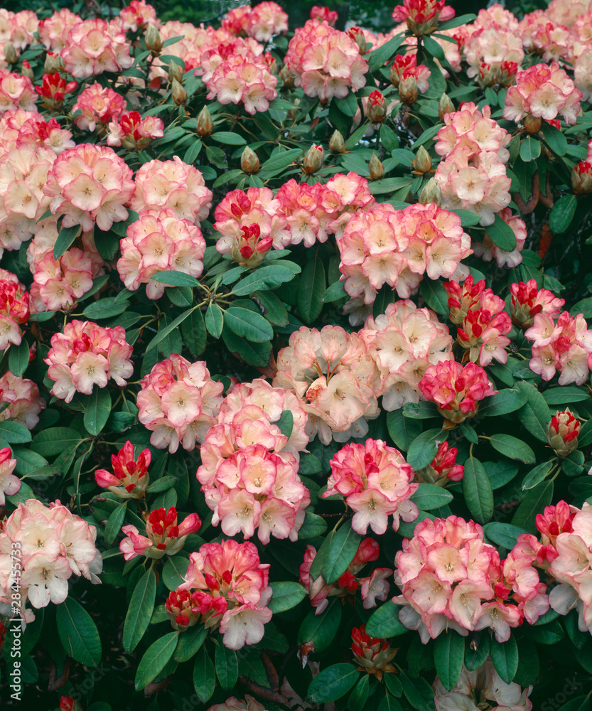 USA, Oregon, Portland, Crystal Springs Rhododendron Garden, Rhododendron in bloom, cultivated.