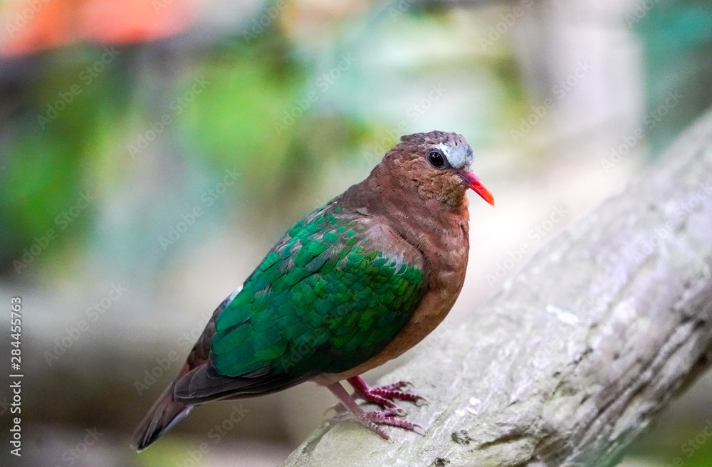 bird on a branch bird on a branch
