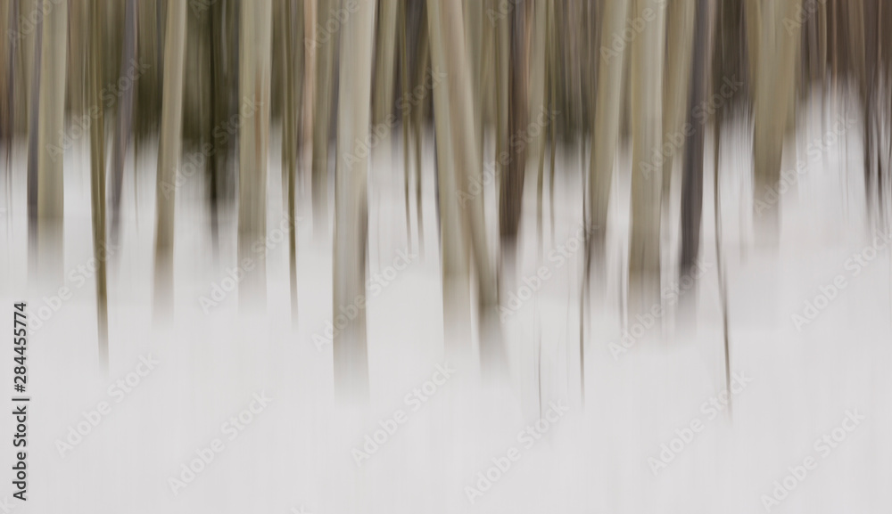 Fototapeta premium USA, New Mexico. Artistic Blur of Aspen Trees in Snow.