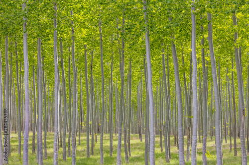 USA, Oregon, Boardman. Pattern of hybrid poplar trees. Credit as: Don Paulson / Jaynes Gallery / DanitaDelimont.com