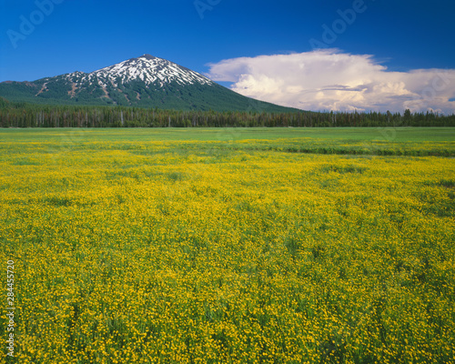 USA  Oregon  Deschutes National Forest. Mount Bachelor rises above extensive bloom of subalpine buttercup in wet meadow near Sparks Lake.