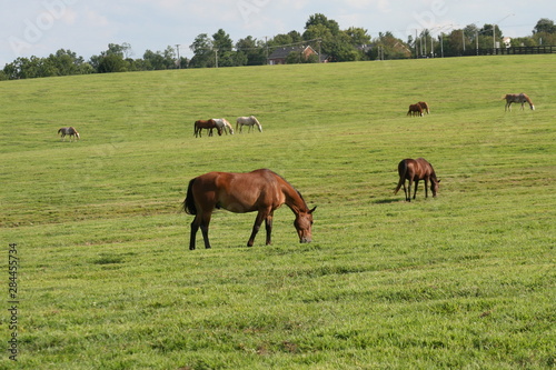 Kentucky horse Park Grazing Pasture 2019