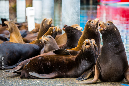 Newport, Oregon. Port of Newport, Large sea lions express themselves on the dock photo