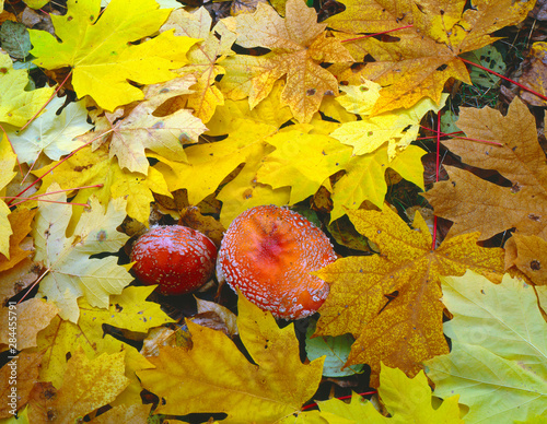 USA, Oregon, Willamette National Forest, Amanita mushroom and fall-colored leaves of bigleaf maple on forest floor. photo