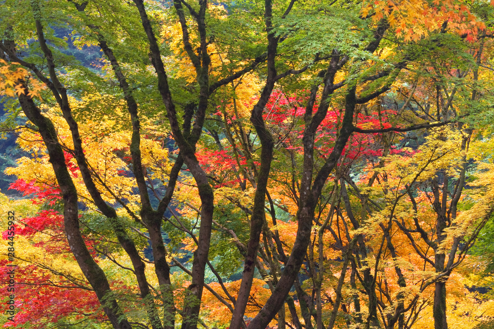 USA, Oregon, Portland. Maple trees form dramatic shapes at Portland Japanese Garden. USA, Oregon, Portland. Maple trees form dramatic shapes at Portland Japanese Garden.