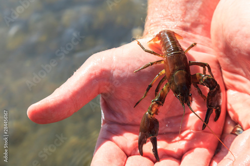 Crayfish, Lower Deschutes River, Central Oregon, USA