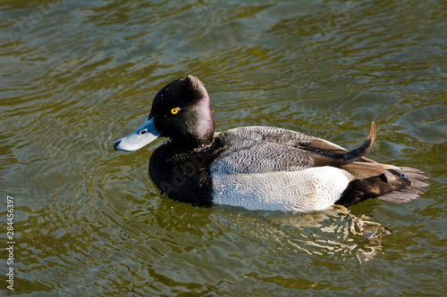 Male, Lesser Scaup, swimming, Crystal Springs Rhododendron Garden, Portland, Oregon, USA photo