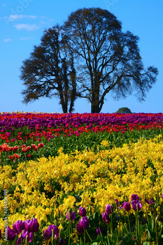 Wallpaper Mural Tulip Festival in Woodburn, Oregon, USA. Torontodigital.ca