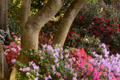 Fototapeta Naklejka Na Ścianę i Meble -  Spring color of azaleas and rhododendrons at Crystal Springs Rhododendron Garden, Portland, Oregon, USA.