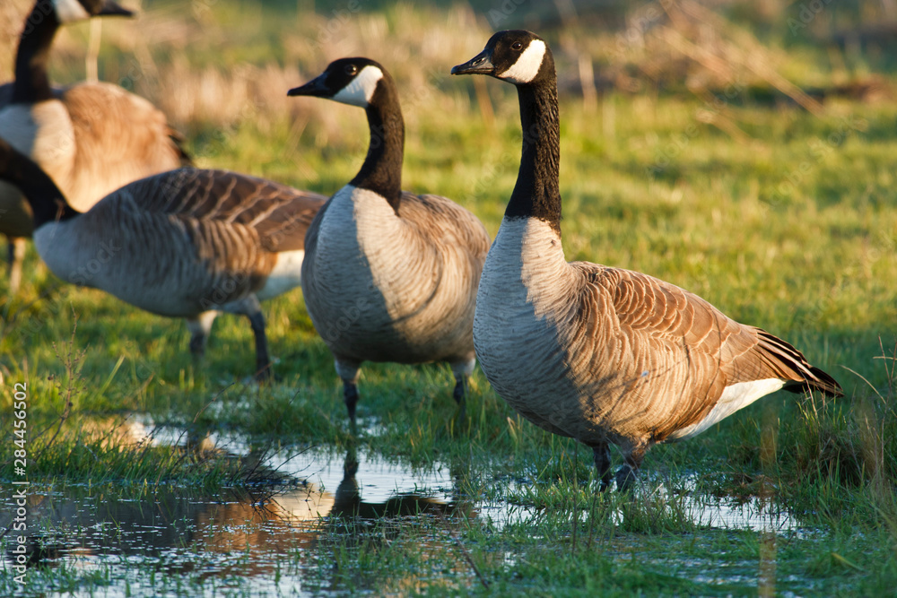 Fototapeta premium USA, Oregon, Baskett Slough National Wildlife Refuge, Canada Geese (Branta canadensis)
