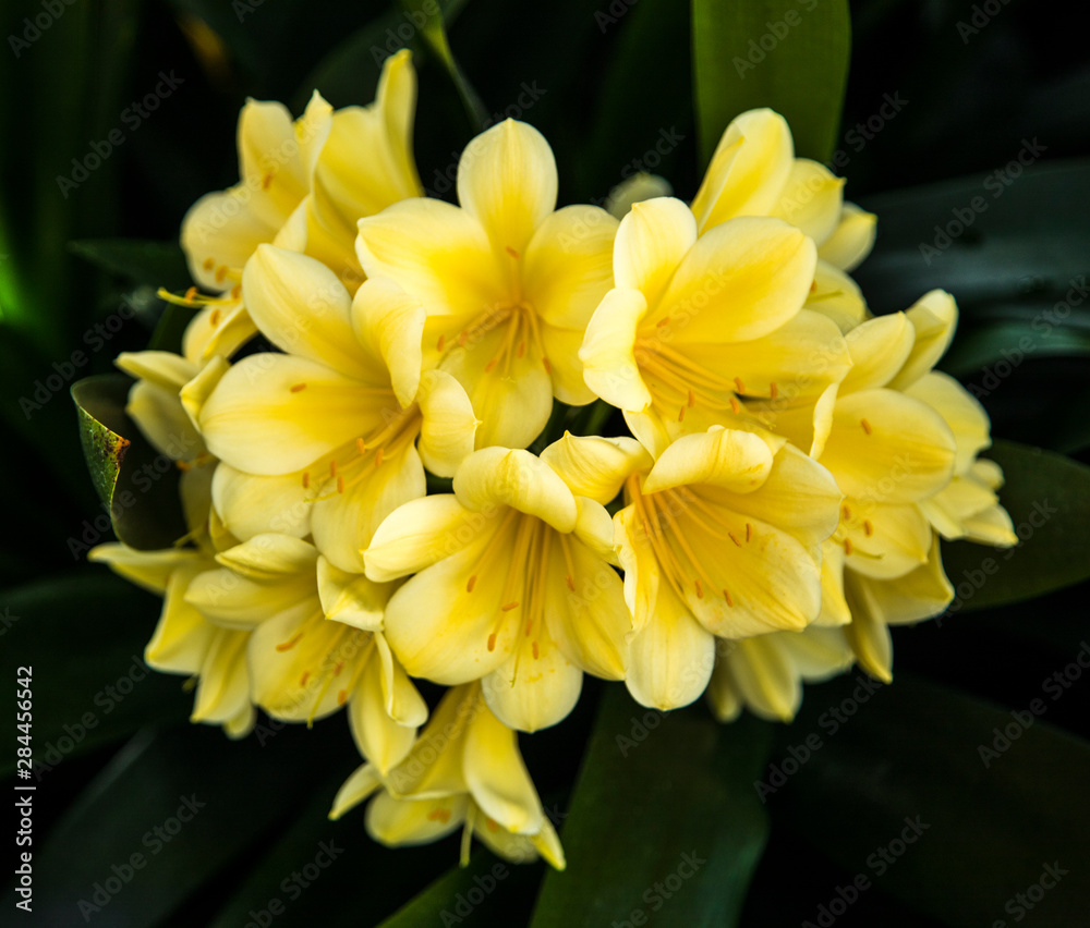 USA, Pennsylvania, Kennett Square. Clivia USA, Pennsylvania, Kennett Square. Clivia